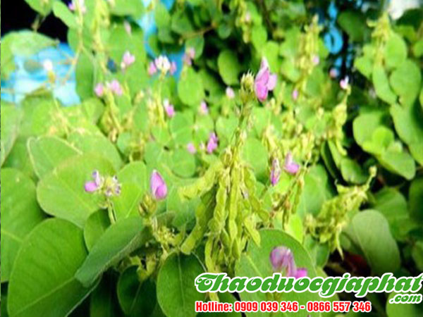 kim-tien-thao-chat-luong-tai-quan-tan-binh