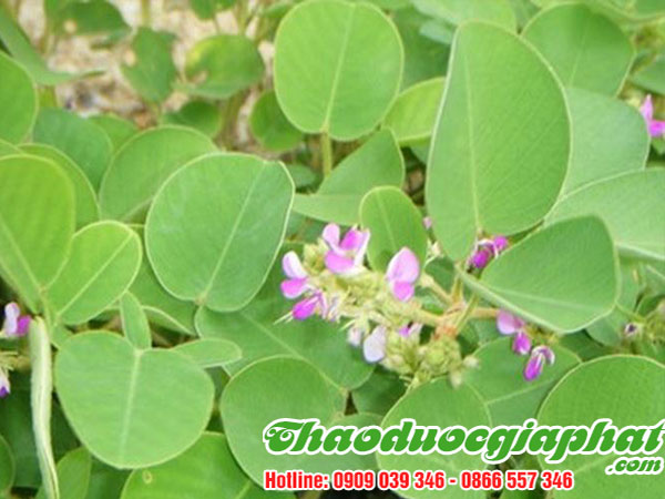 kim-tien-thao-tai-quan-7-uy-tin-chat-luong