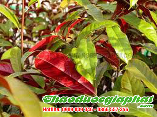 la-don-do-tai-quan-11-chat-luong