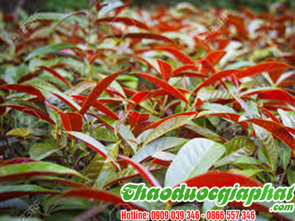 la-don-do-tai-quan-2-chat-luong-nhat