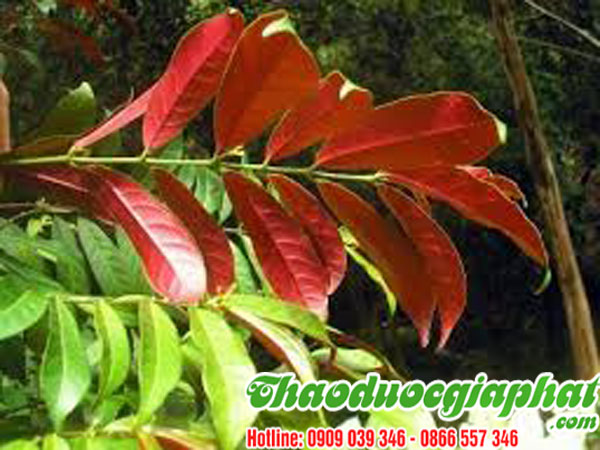 la-don-do-tai-quan-3-chat-luong-nhat