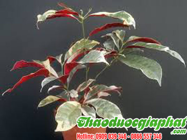 la-don-do-tai-quan-6-chat-luong