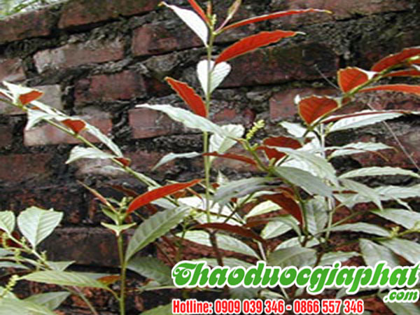 la-don-do-tai-quan-7-chat-luong