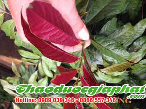 la-don-do-tai-quan-8-chat-luong