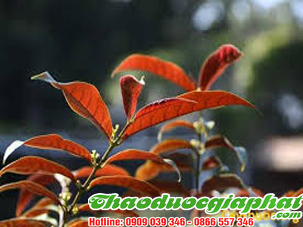 la-don-do-tai-quan-9-chat-luong