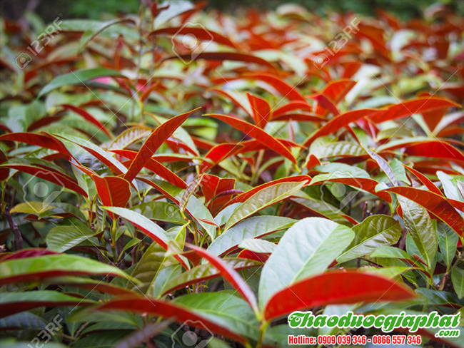 la-don-do-tai-quan-binh-tan-chat-luong