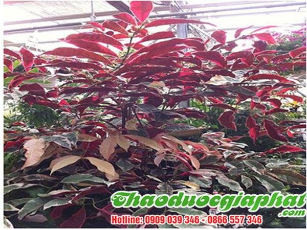 la-don-do-tai-quan-binh-thanh-chat-luong