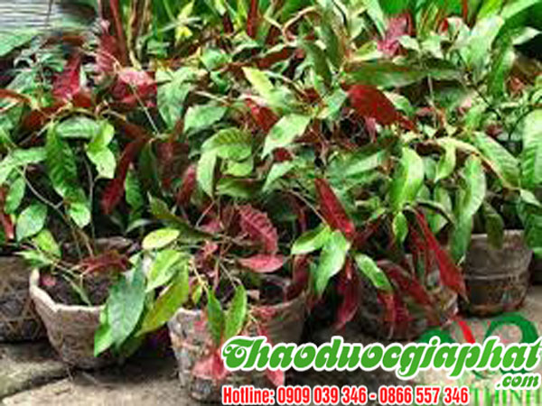 la-don-do-tai-quan-tan-binh-chat-luong