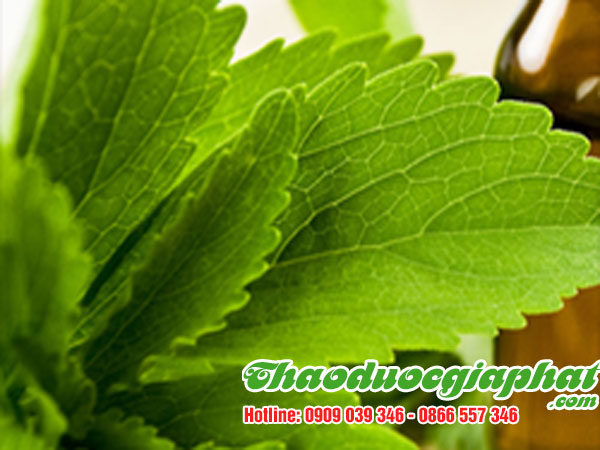 mua-ban-cay-co-ngot-uy-tin-chat-luong-tai-huyen-binh-chanh