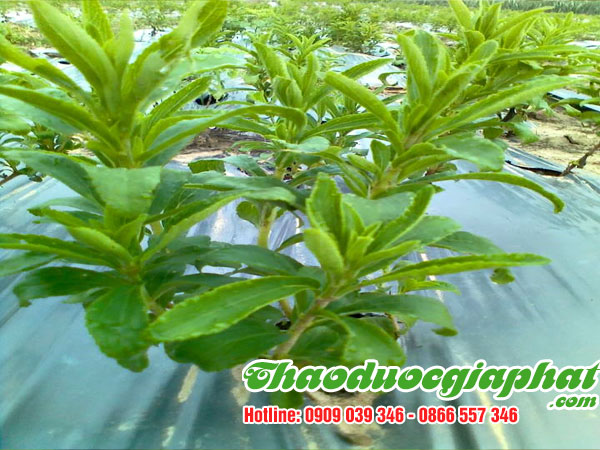 mua-ban-cay-co-ngot-uy-tin-chat-luong-tai-huyen-can-gio