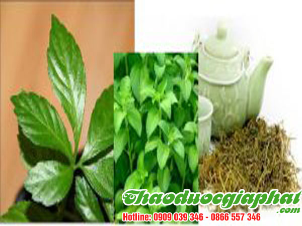 mua-ban-cay-co-ngot-uy-tin-chat-luong-tai-huyen-cu-chi