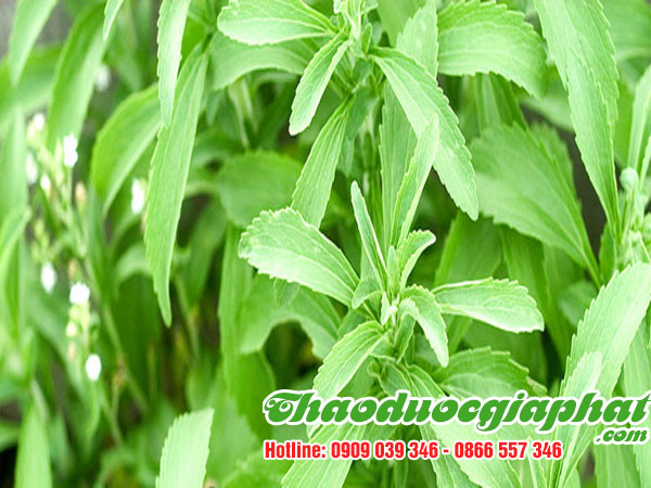 mua-ban-cay-co-ngot-uy-tin-chat-luong-tai-huyen-hoc-mon