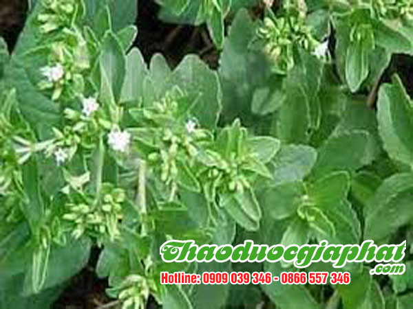 mua-ban-cay-co-ngot-uy-tin-chat-luong-tai-quan-6