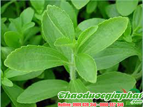 mua-ban-cay-co-ngot-uy-tin-chat-luong-tai-quan-8-