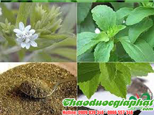 mua-ban-cay-co-ngot-uy-tin-chat-luong-tai-quan-9