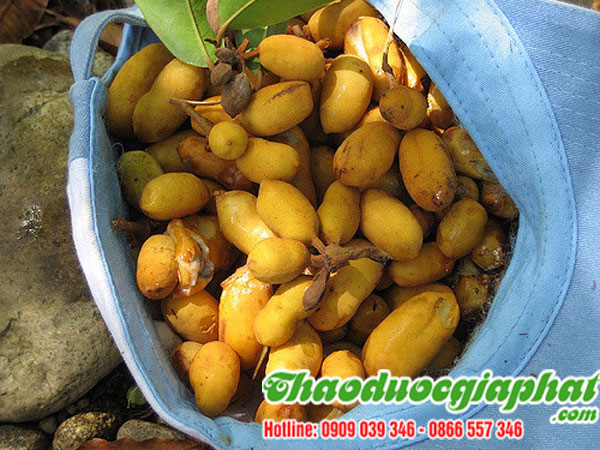 mua-ban-cay-du-de-tai-huyen-can-gio-hieu-qua