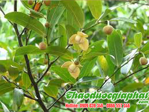 mua-ban-cay-du-de-tai-quan-1-hieu-qua