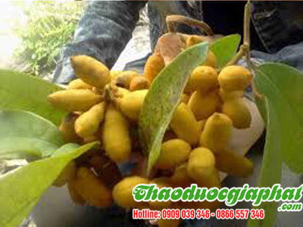 mua-ban-cay-du-de-tai-quan-22-hieu-qua