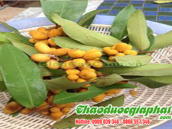 mua-ban-cay-du-de-tai-quan-3-hieu-qua