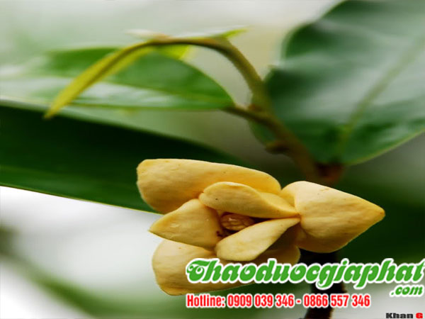 mua-ban-cay-du-de-tai-quan-5-hieu-qua