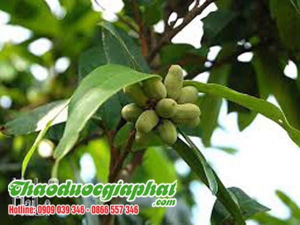 mua-ban-cay-du-de-tai-quan-binh-thanh-hieu-qua