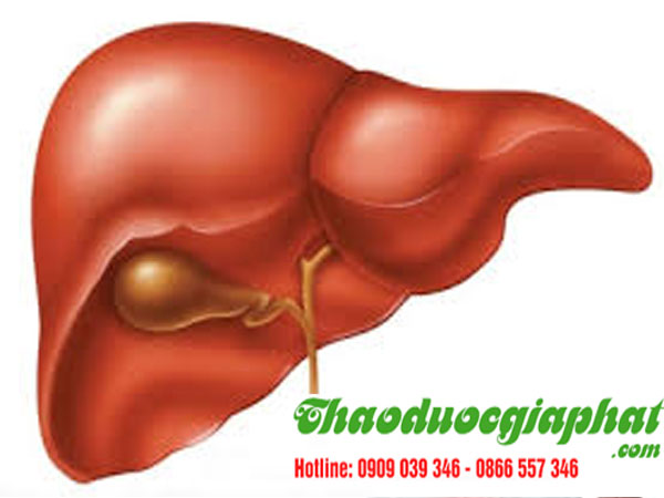 mua-ban-cay-du-de-tai-quan-tan-phu-hieu-qua-tri-viem-gan