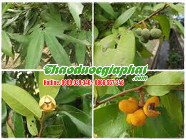 mua-ban-cay-du-de-tai-quan-tan-phu-hieu-qua