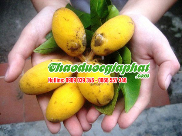 mua-ban-cay-du-de-tai-quan-thu-duc-hieu-qua