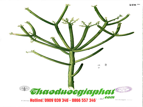 mua-ban-cay-giao-xuong-ca-uy-tin-chat-luong-tai-huyen-nha-be