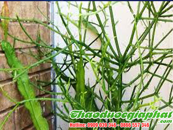 mua-ban-cay-giao-xuong-ca-uy-tin-chat-luong-tai-quan-1