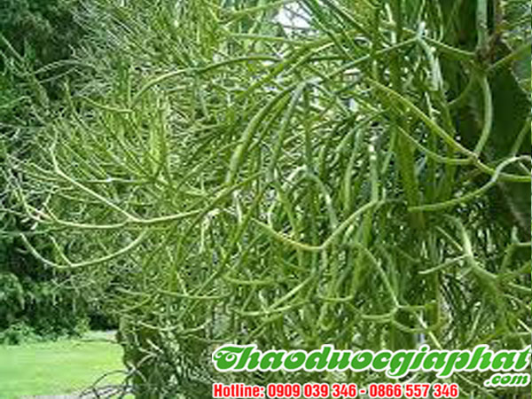 mua-ban-cay-giao-xuong-ca-uy-tin-chat-luong-tai-quan-10