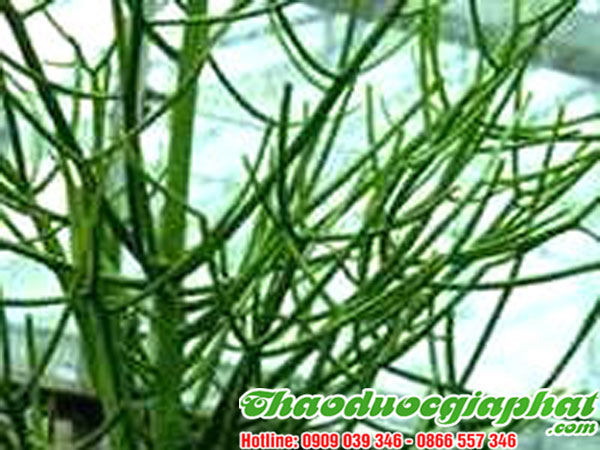 mua-ban-cay-giao-xuong-ca-uy-tin-chat-luong-tai-quan-12
