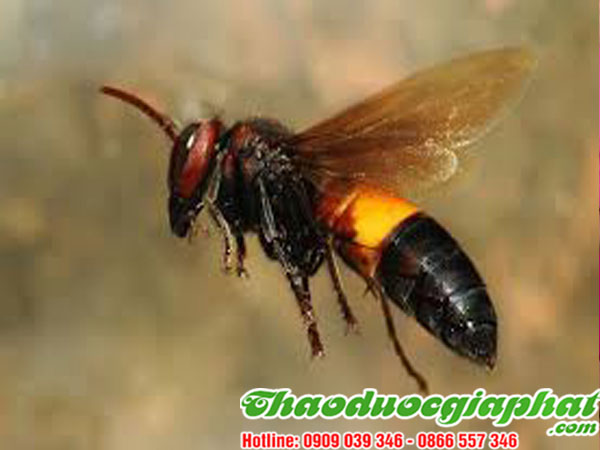 mua-ban-cay-giao-xuong-ca-uy-tin-chat-luong-tai-quan-3-tri-ong-dot