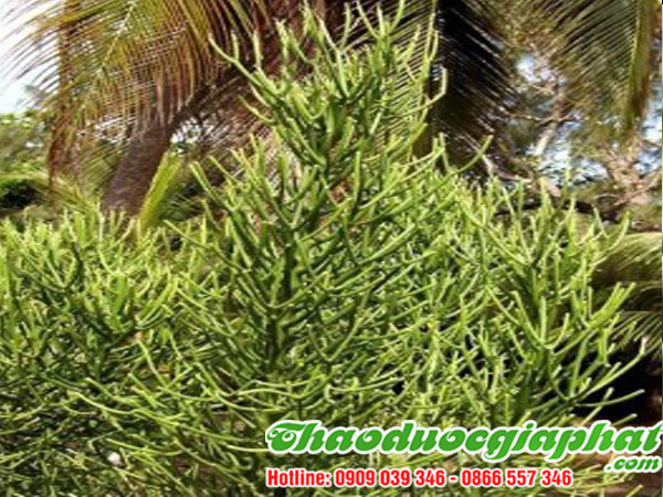 mua-ban-cay-giao-xuong-ca-uy-tin-chat-luong-tai-quan-4