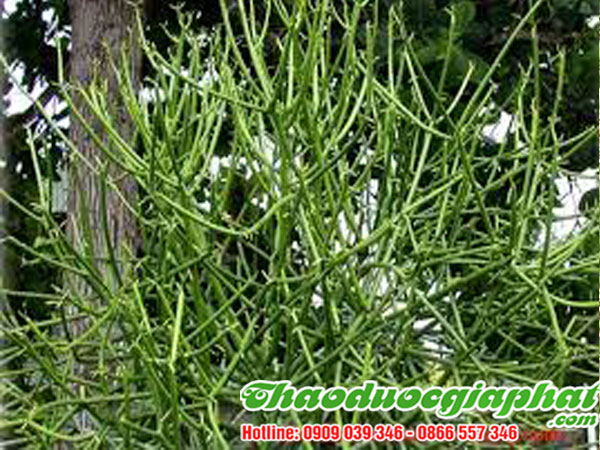 mua-ban-cay-giao-xuong-ca-uy-tin-chat-luong-tai-quan-7