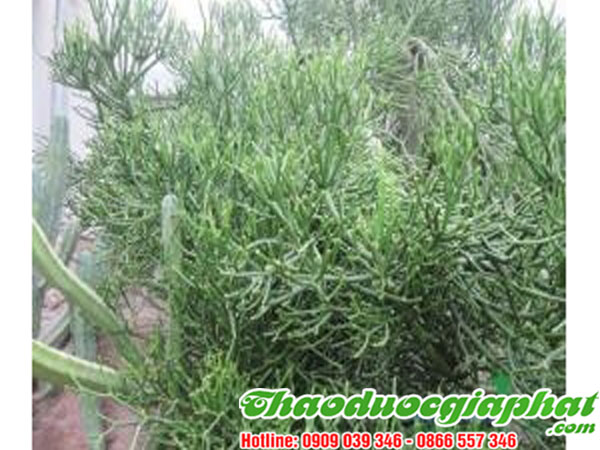 mua-ban-cay-giao-xuong-ca-uy-tin-chat-luong-tai-quan-binh-thanh