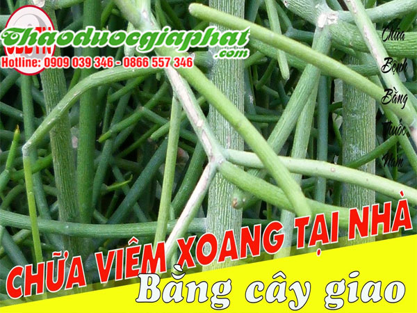 mua-ban-cay-giao-xuong-ca-uy-tin-chat-luong-tai-quan-can-gio