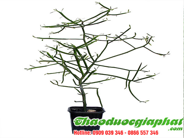 mua-ban-cay-giao-xuong-ca-uy-tin-chat-luong-tai-quan-hoc-mon