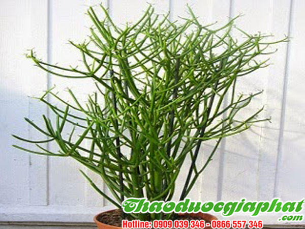 mua-ban-cay-giao-xuong-ca-uy-tin-chat-luong-tai-quan-phu-nhuan