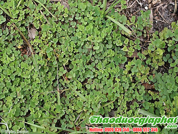mua-ban-cay-han-the-uy-tin-chat-luong-tai-huyen-binh-chanh