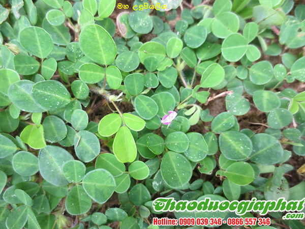 mua-ban-cay-han-the-uy-tin-chat-luong-tai-huyen-nha-be