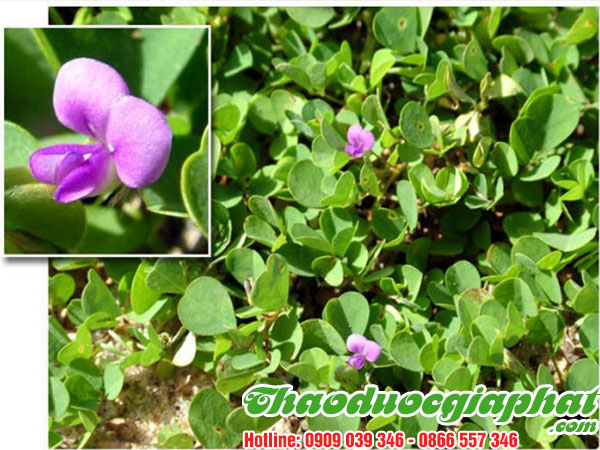 mua-ban-cay-han-the-uy-tin-chat-luong-tai-quan-binh-tan