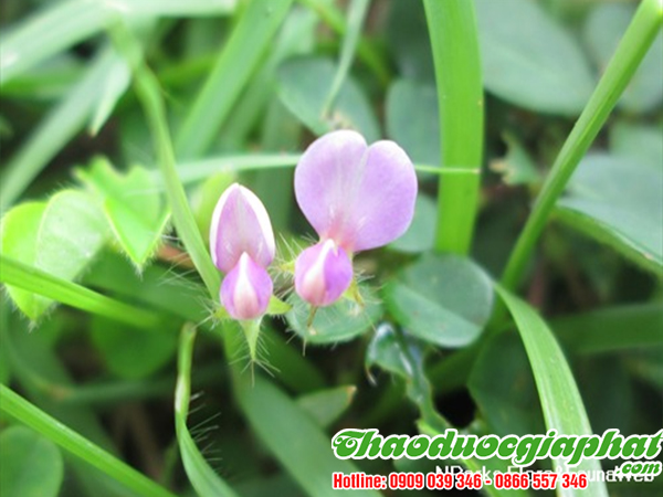 mua-ban-cay-han-the-uy-tin-chat-luong-tai-quan-tan-binh