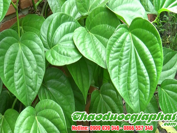 mua-ban-cay-la-lot-uy-tin-chat-luong-tai-huyen-binh-chanh