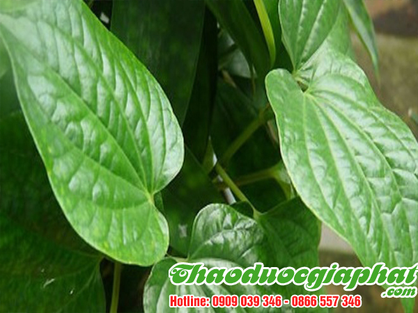 mua-ban-cay-la-lot-uy-tin-chat-luong-tai-huyen-cu-chi