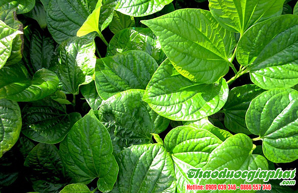 mua-ban-cay-la-lot-uy-tin-chat-luong-tai-quan-1