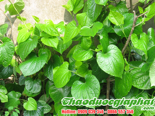mua-ban-cay-la-lot-uy-tin-chat-luong-tai-quan-4