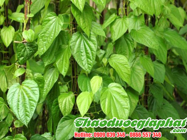 mua-ban-cay-la-lot-uy-tin-chat-luong-tai-quan-5