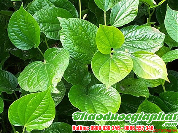 mua-ban-cay-la-lot-uy-tin-chat-luong-tai-quan-binh-thanh