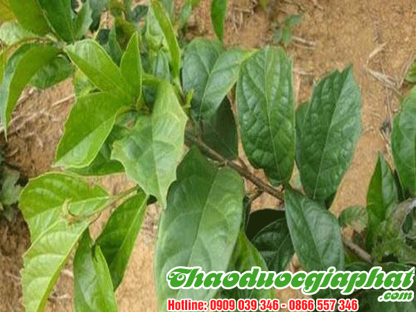 mua-ban-cay-xa-den-uy-tin-chat-luong-tai-quan-1-